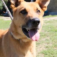 Zeus: mix pastore tedesco di 8 anni buonissimo