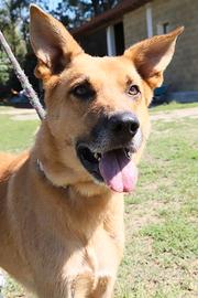 Zeus: mix pastore tedesco di 8 anni buonissimo