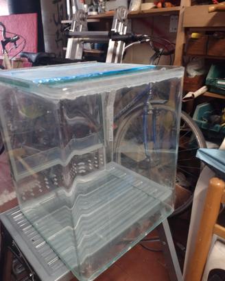 terrario h 30 x 25 x25 Geco baby-insetto stecco