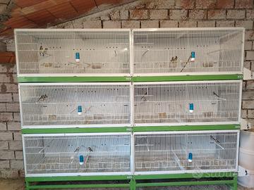 batteria di gabbie chillon 