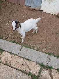 Becco tibetano