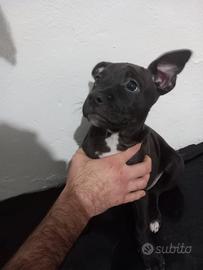 Incrocio Red nose e simil labrador