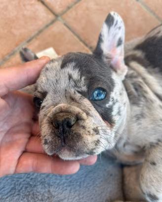 Bulldog francese