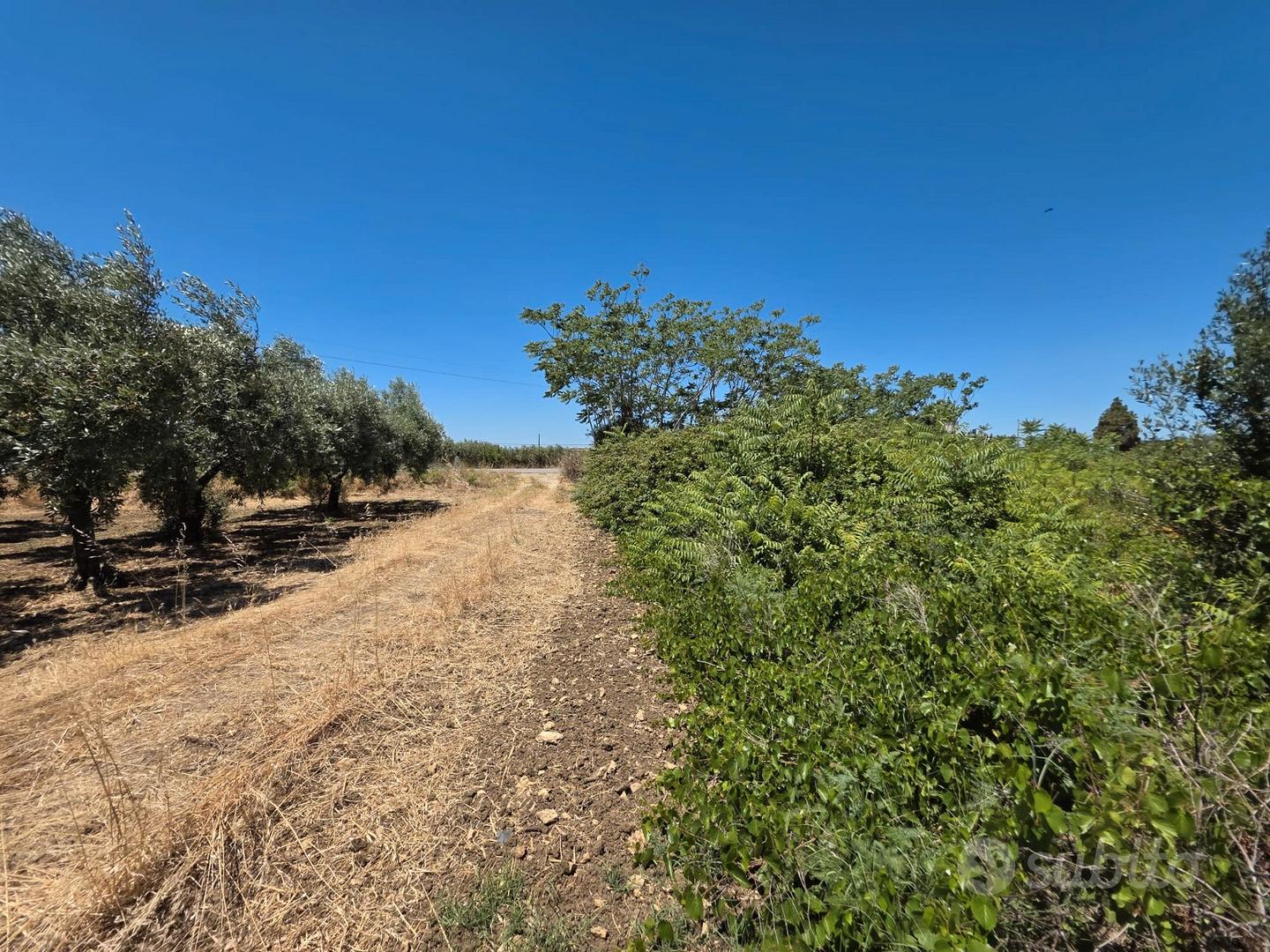 Castelvetrano terreno 3000 mq ss 115 dir selinunte - Altro