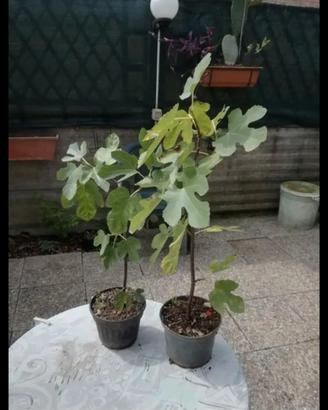 piante in vaso fico frutto nero