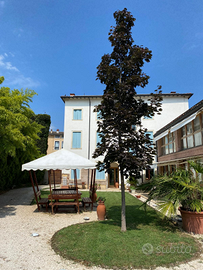 Trilocale in centro a San Bonifacio