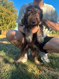 Lagotto romagnolo