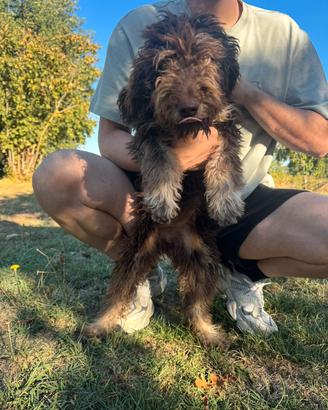 Lagotto romagnolo
