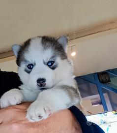 Siberian husky