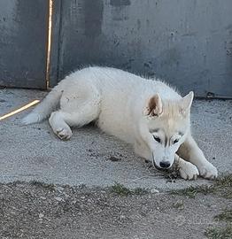 Cuccioli di Siberian Husky