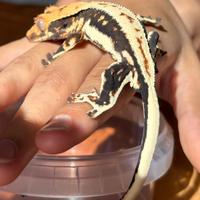 Ciliatus Lilly White