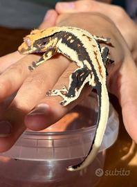 Ciliatus Lilly White