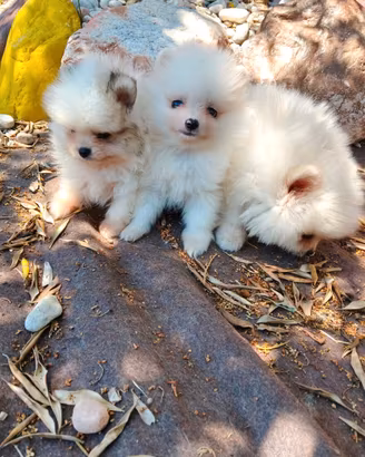 SPITZ Pomerania NANO