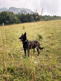 Cuccioli border collie