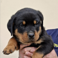 Rottweiler