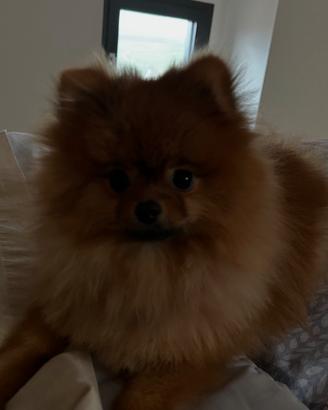 Monta Volpino di Pomerania