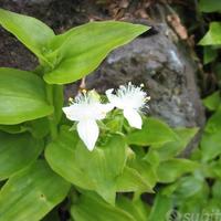 Tradescantia fluminensis 