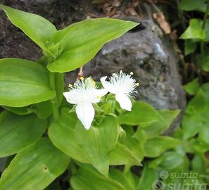 Tradescantia fluminensis 