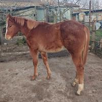 Puledra quarter horse