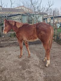 Puledra quarter horse