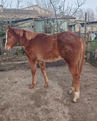Puledra quarter horse