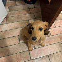 Cane incrocio segugio italiano
