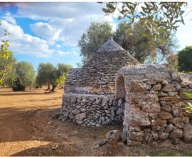 Uliveto con trullo a due coni