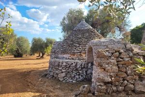 Uliveto con trullo a due coni