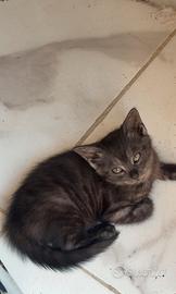 Cucciolo di Gatto