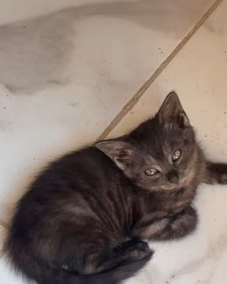 Cucciolo di Gatto