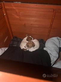 Cuccioli jack Russell Terrier pelo corto