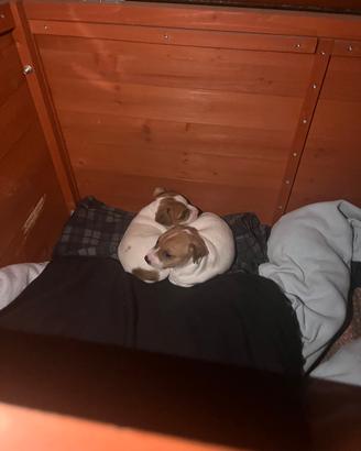 Cuccioli jack Russell Terrier pelo corto