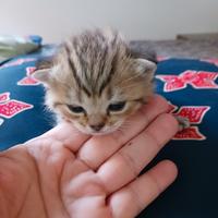 British Shorthair Cuccioli