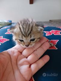 British Shorthair Cuccioli