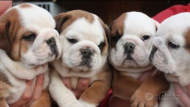 BULLDOG INGLESE CUCCIOLI - english bulldog puppy