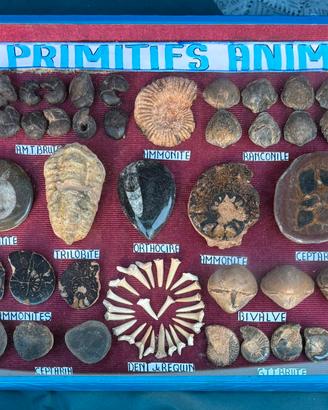 Fossili denti vertebre conchiglie pesci rettili