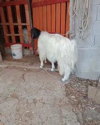 Becco maltese