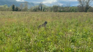 Setter inglese femmina