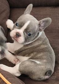 Cucciola di bulldog francese