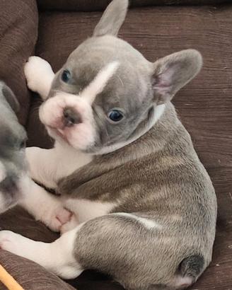 Cucciola di bulldog francese