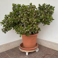 Pianta di Crassula ovata, albero di giada