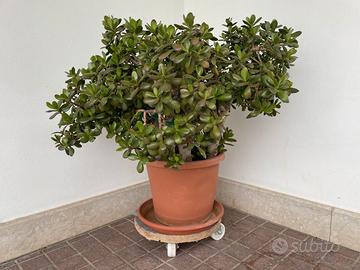 Pianta di Crassula ovata, albero di giada