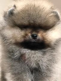 Spitz di Pomerania nano