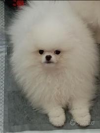 Spitz di Pomerania maschio