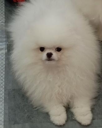 Spitz di Pomerania maschio
