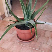 Pianta di Aloe Vera originale