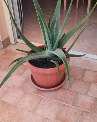 Pianta di Aloe Vera originale