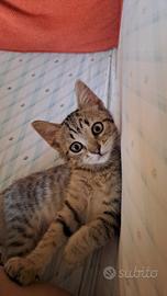 Gattino in adozione