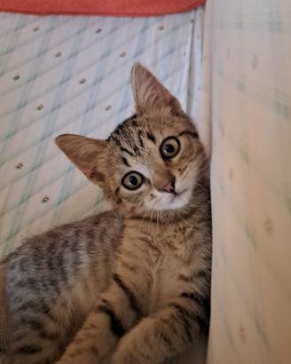 Gattino in adozione
