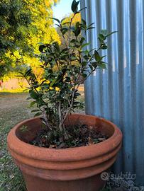 Pianta Camelia in vaso di terracotta grande